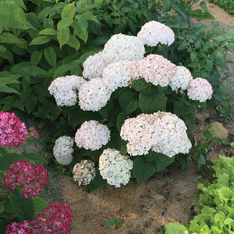 Hydrangée arborescente 'Wee White'