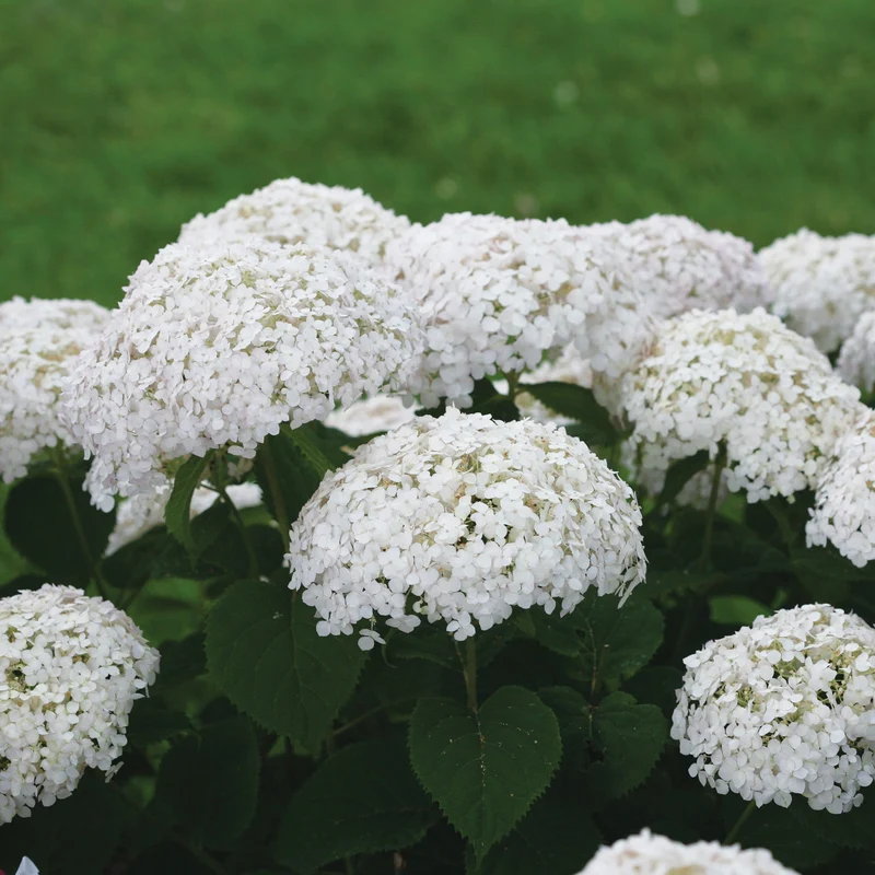 Hydrangée arborescente 'Wee White'