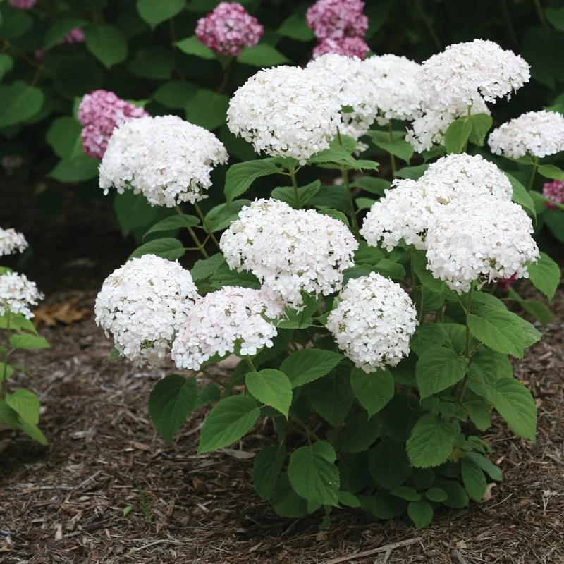 Hydrangée arborescente 'Wee White'