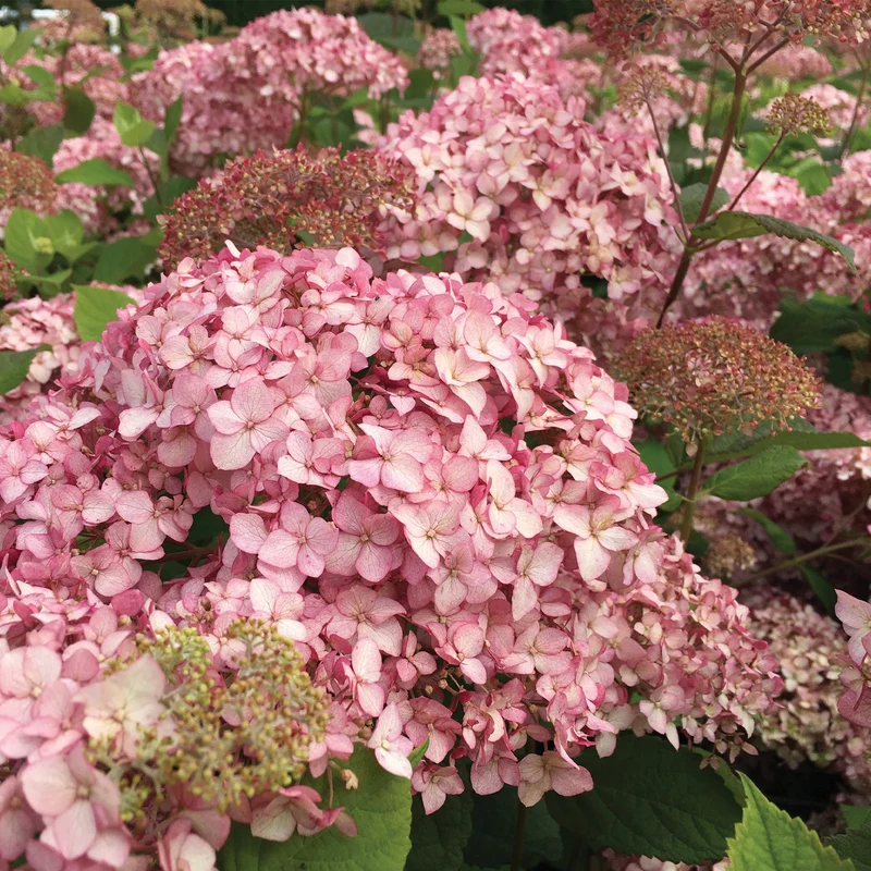 Hydrangée arborescente 'Pinkerella'