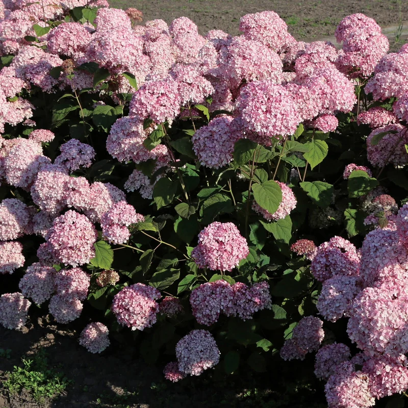 Hydrangée arborescente 'Pinkerella'