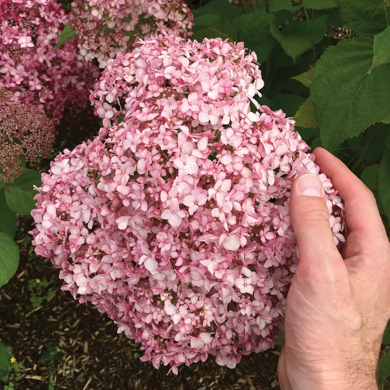 Hydrangée arborescente 'Pinkerella'