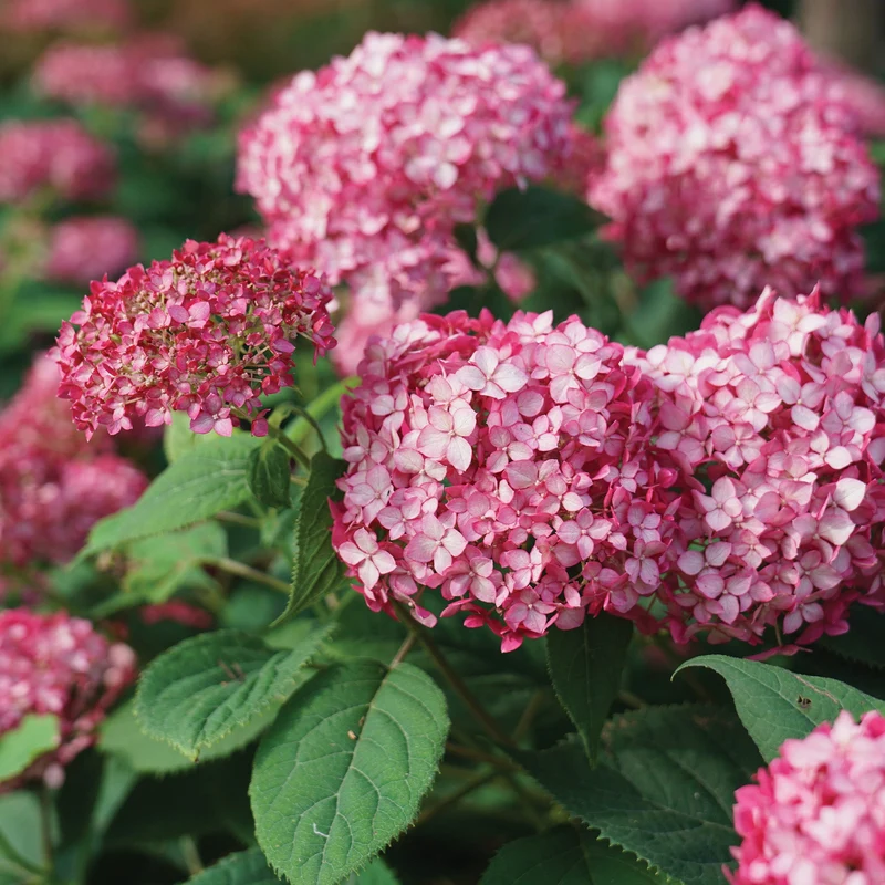 Hydrangea arborescens INVINCIBELLE® Ruby - Hydrangée INVINCIBELLE® Ruby