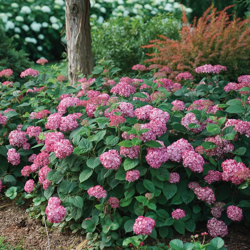 Hydrangea arborescens INVINCIBELLE® Ruby - Hydrangée INVINCIBELLE® Ruby