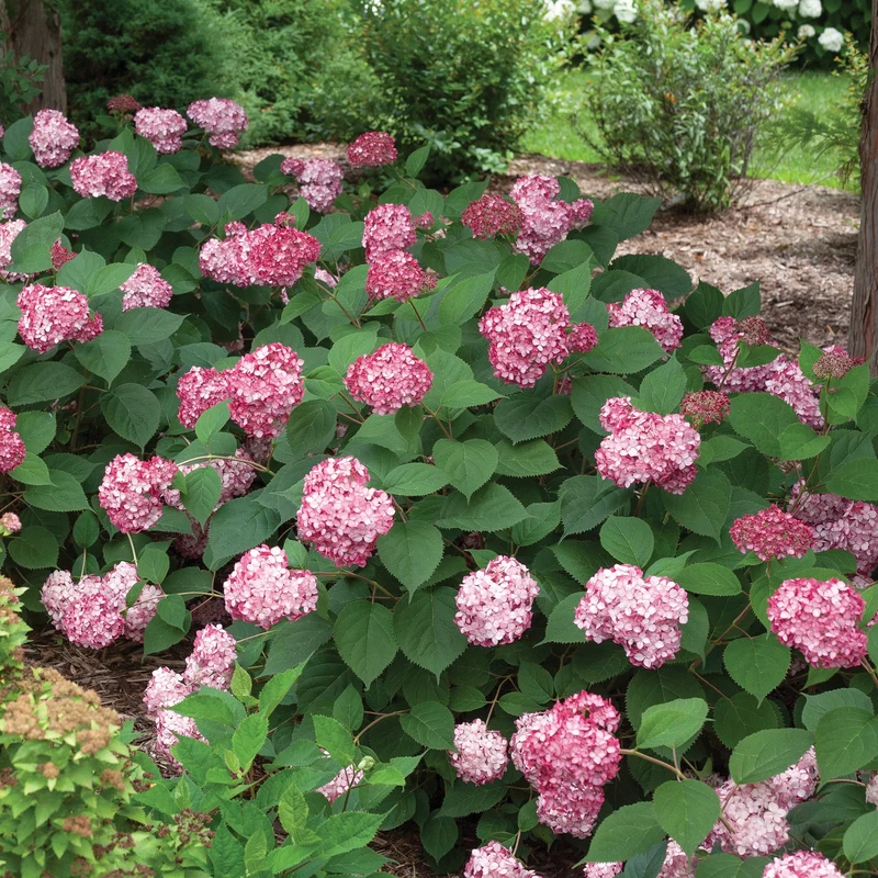 Hydrangea arborescens INVINCIBELLE® Ruby - Hydrangée INVINCIBELLE® Ruby