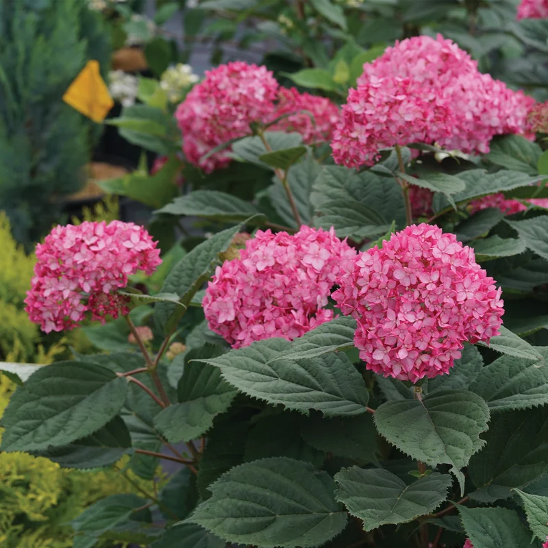 Hydrangea arborescens INVINCIBELLE® Ruby - Hydrangée INVINCIBELLE® Ruby