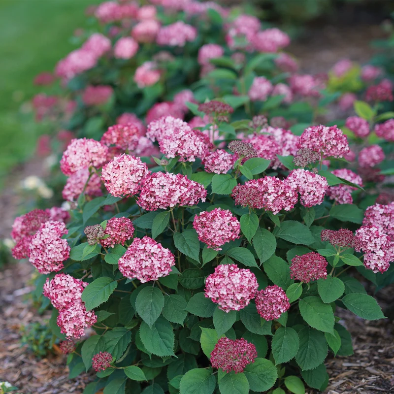Hydrangea arborescens INVINCIBELLE® Ruby - Hydrangée INVINCIBELLE® Ruby