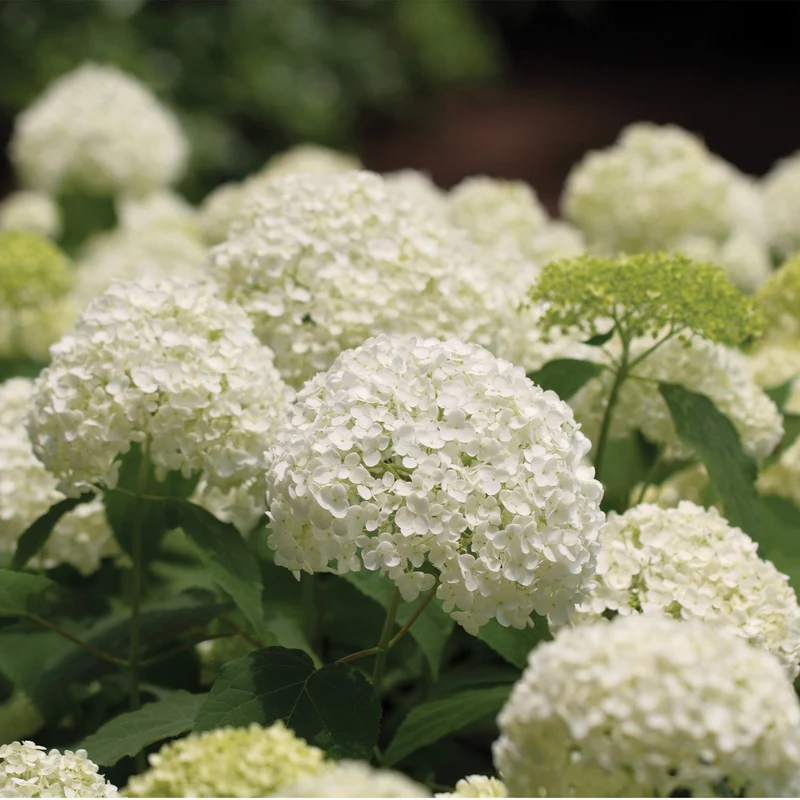 Hydrangea arborescens 'Annabelle' - Hydrangée 'Annabelle'