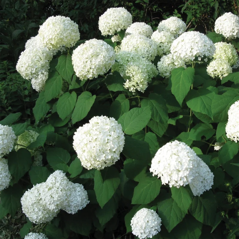 Hydrangea arborescens 'Annabelle' - Hydrangée 'Annabelle'