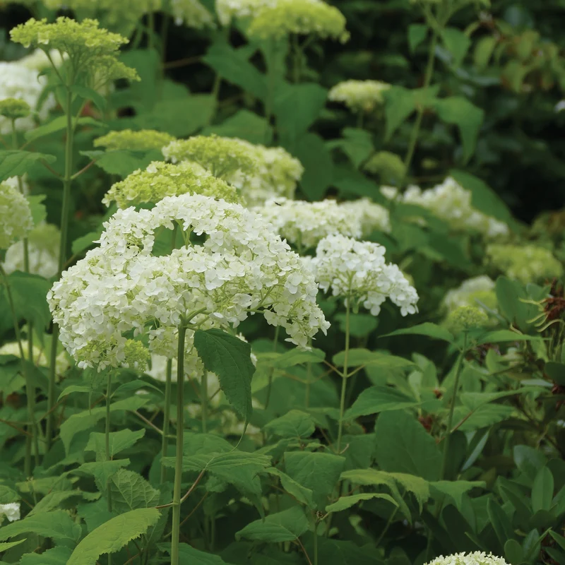 Hydrangea arborescens 'Annabelle' - Hydrangée 'Annabelle'
