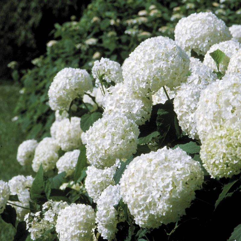 Hydrangea arborescens 'Annabelle' - Hydrangée 'Annabelle'