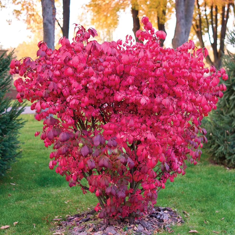 Euonymus alatus 'Compactus' - Fusain ailé nain