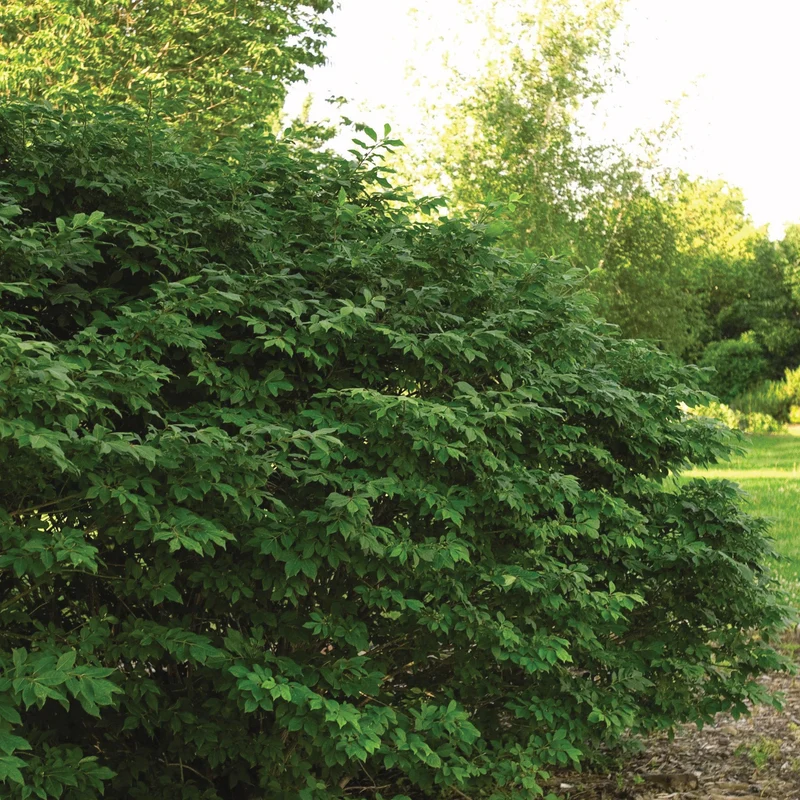 Euonymus alatus 'Compactus' - Fusain ailé nain