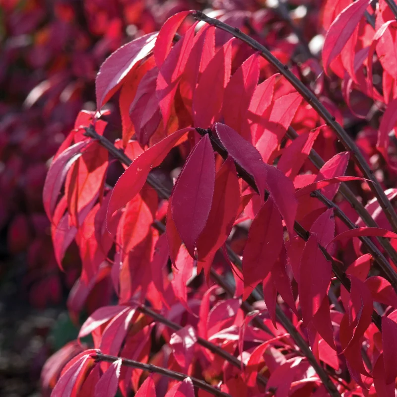 Euonymus alatus 'Compactus' - Fusain ailé nain