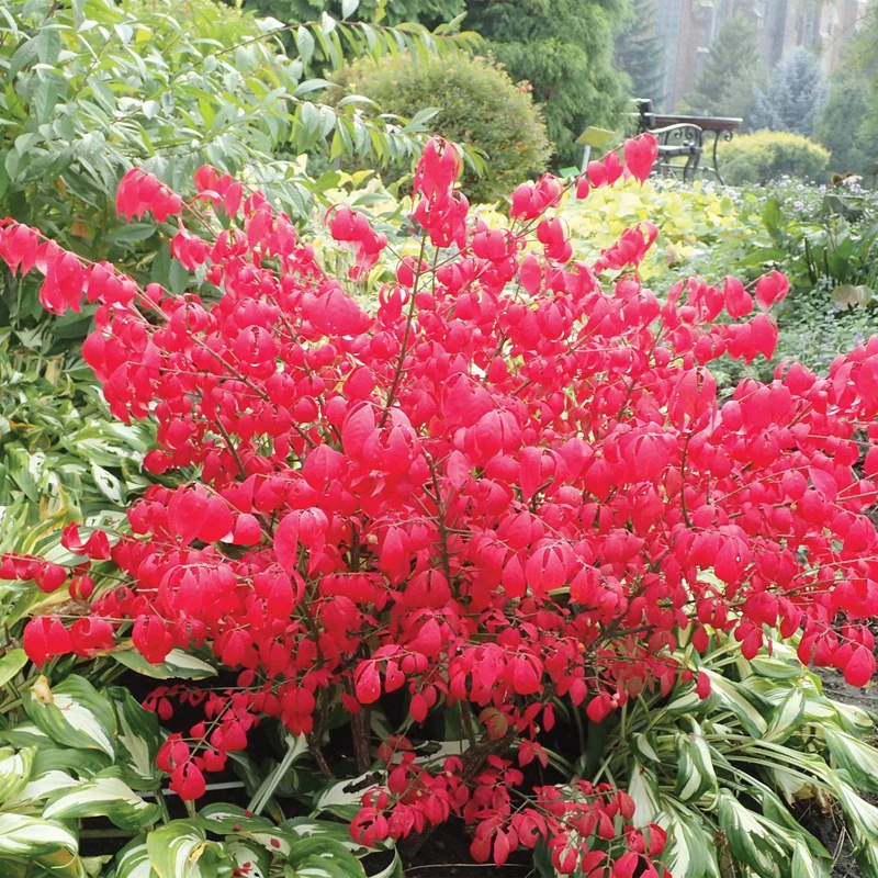 Euonymus alatus 'Compactus' - Fusain ailé nain
