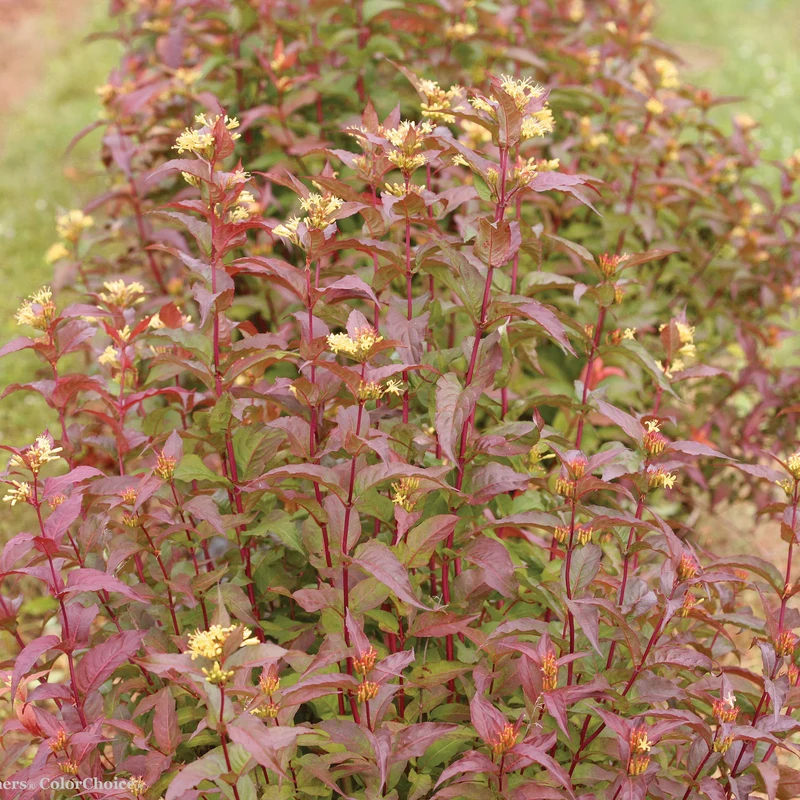 Dierville KODIAK® Red
