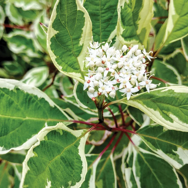 Cornus alba Ivory Halo® ('Bailhalo') – Cornouiller 'Ivory Halo'