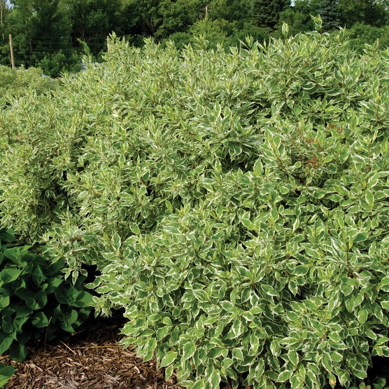 Cornus alba Ivory Halo® ('Bailhalo') – Cornouiller 'Ivory Halo'