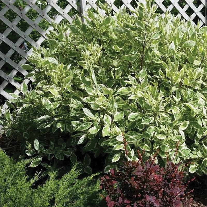 Cornus alba Ivory Halo® ('Bailhalo') – Cornouiller 'Ivory Halo'