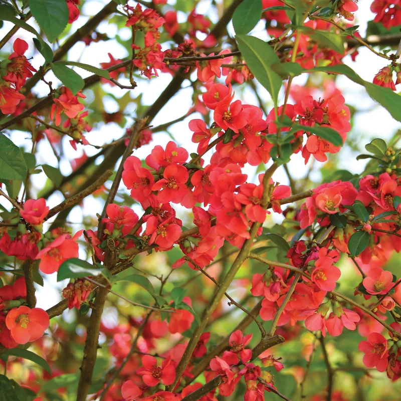 Chaenomeles 'Crimson and Gold' - Cognassier 'Crimson and Gold'