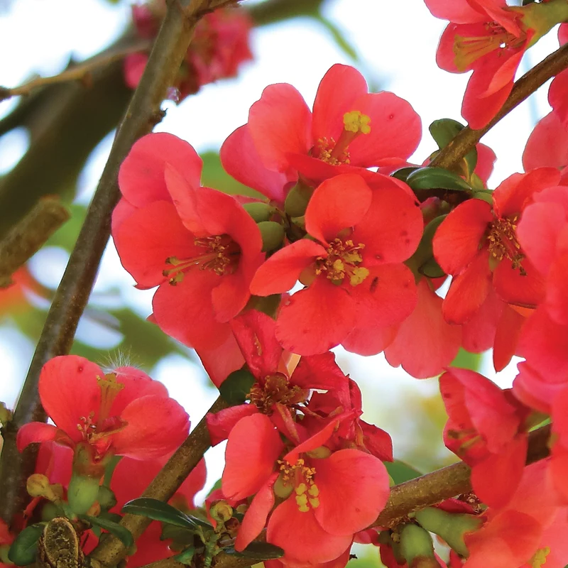 Chaenomeles 'Crimson and Gold' - Cognassier 'Crimson and Gold'