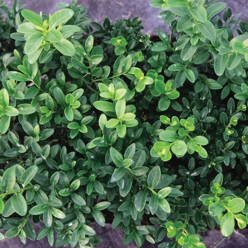 Buxus 'Green Velvet' – Buis 'Green Velvet'