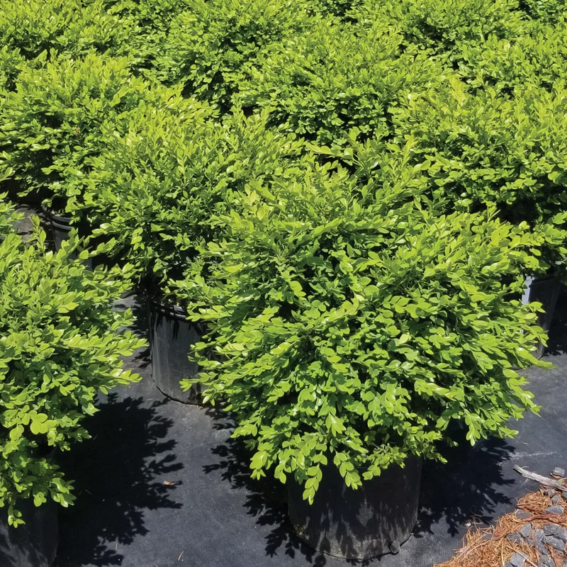 Buxus 'Green Velvet' – Buis 'Green Velvet'