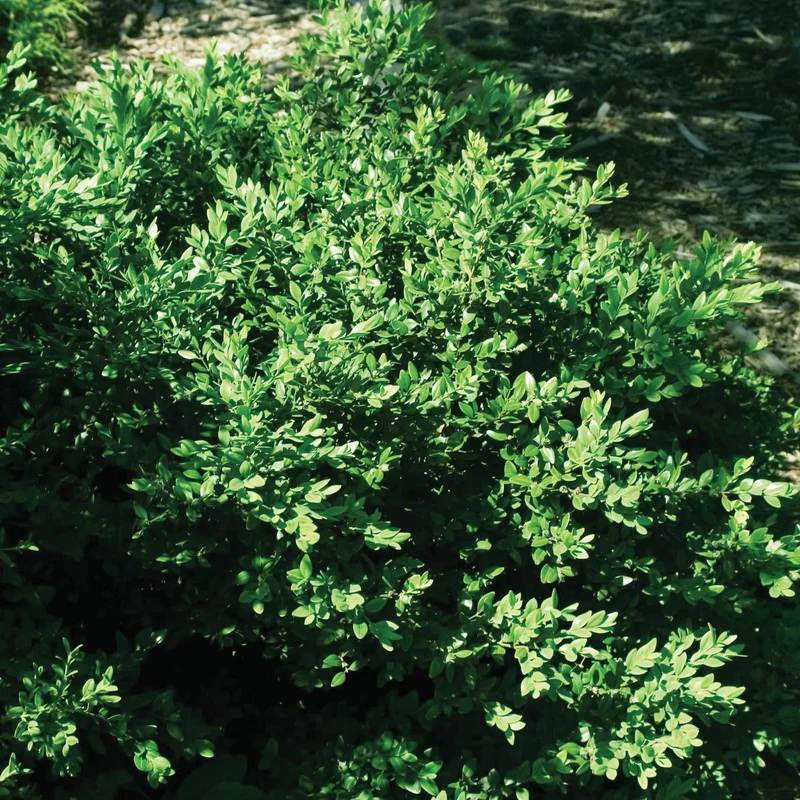 Buxus 'Green Velvet' – Buis 'Green Velvet'