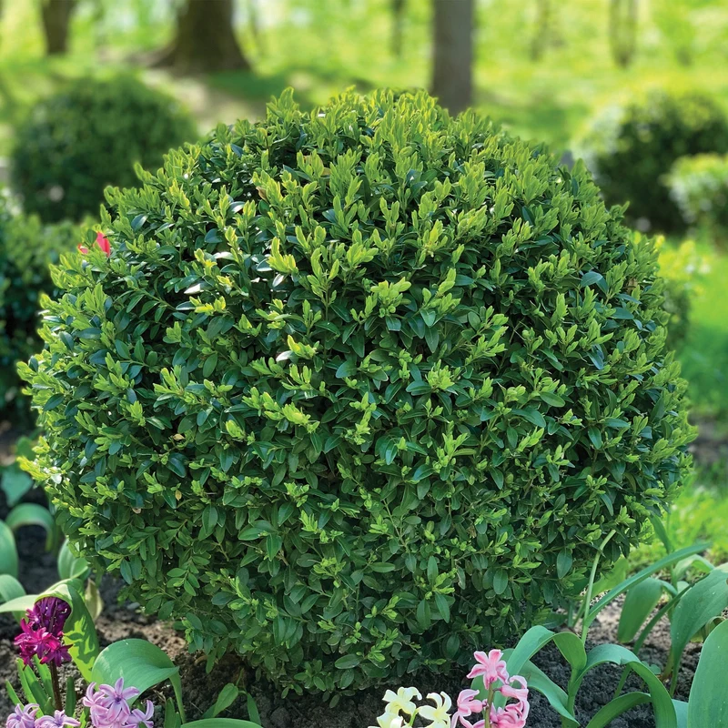 Buxus 'Green Gem' - Buis 'Green Gem'