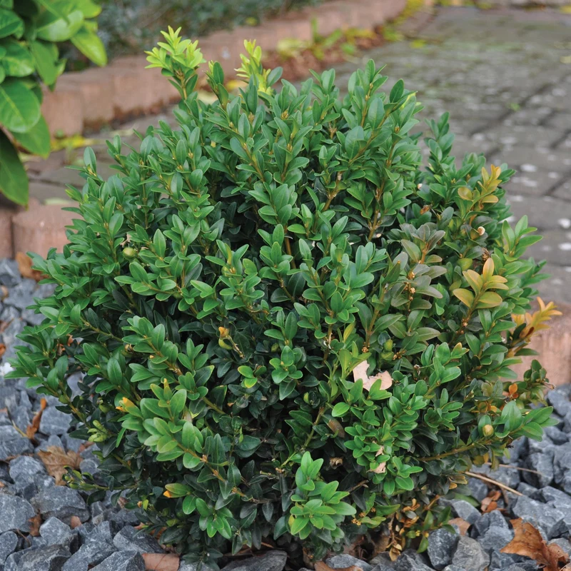 Buxus 'Green Gem' - Buis 'Green Gem'