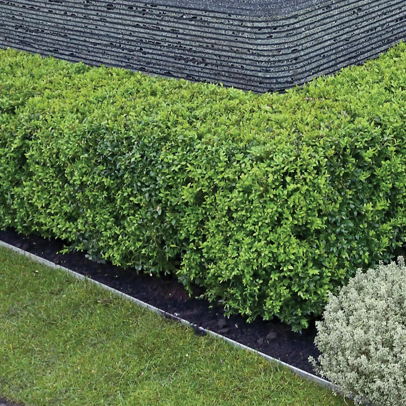 Buxus 'Green Gem' - Buis 'Green Gem'