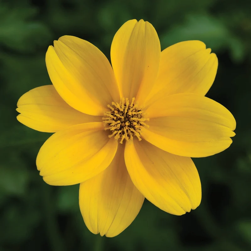 Bidens TIMELESS™ GOLDEN EMPIRE™