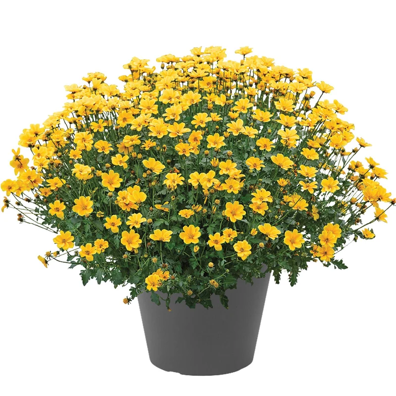 Bidens TIMELESS™ GOLDEN EMPIRE™