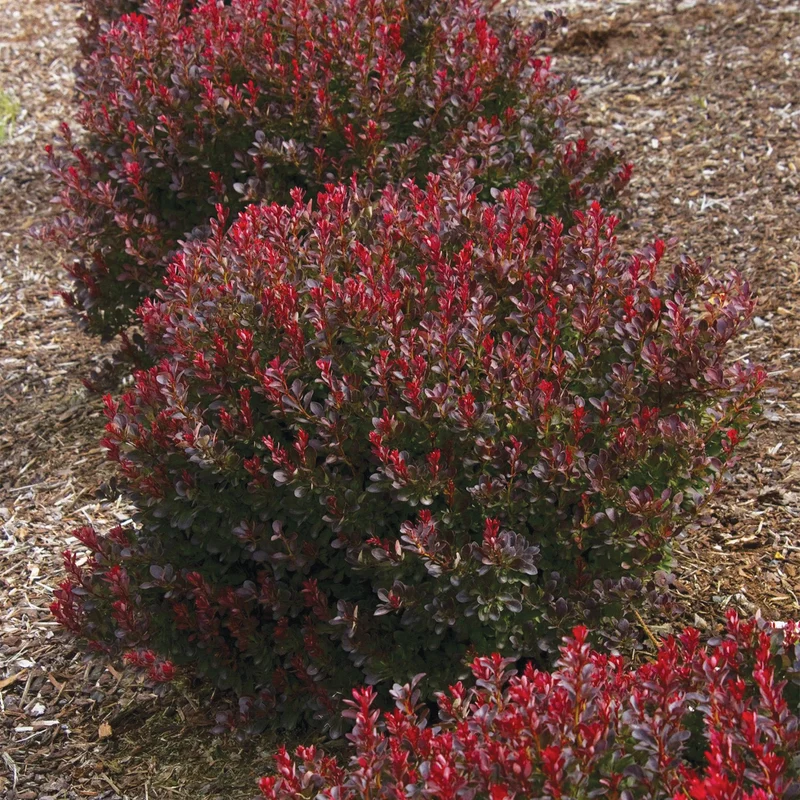 Épine-vinette 'Ruby Carousel'