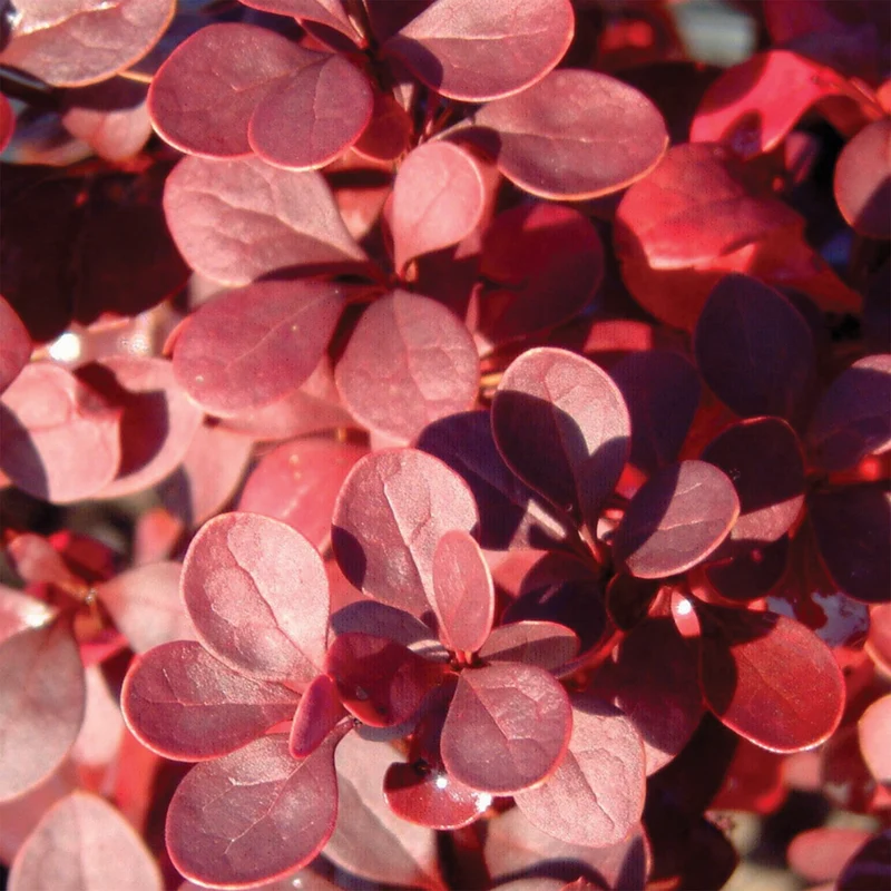 Épine-vinette 'Ruby Carousel'