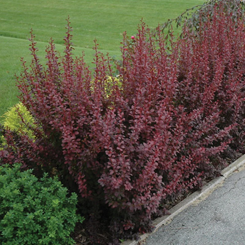 Épine-vinette 'Ruby Carousel'