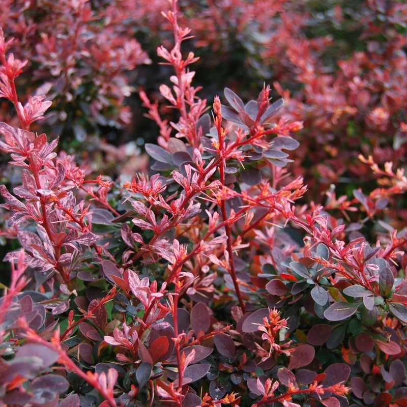 Berberis thunbergii 'Rose Glow' – Épine-vinette de Thunberg 'Rose Glow'