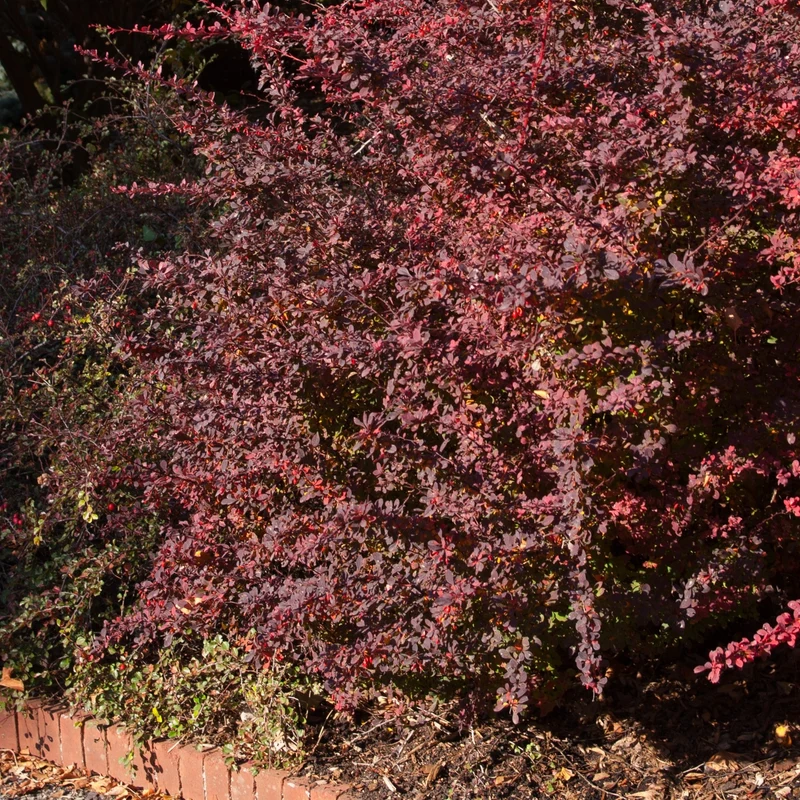 Berberis thunbergii 'Rose Glow' – Épine-vinette de Thunberg 'Rose Glow'