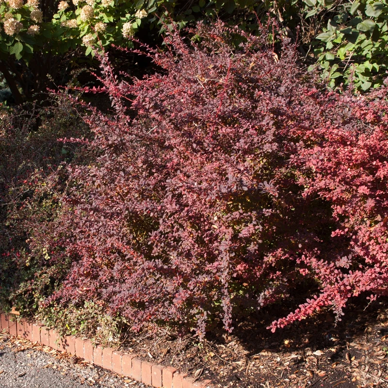 Berberis thunbergii 'Rose Glow' – Épine-vinette de Thunberg 'Rose Glow'