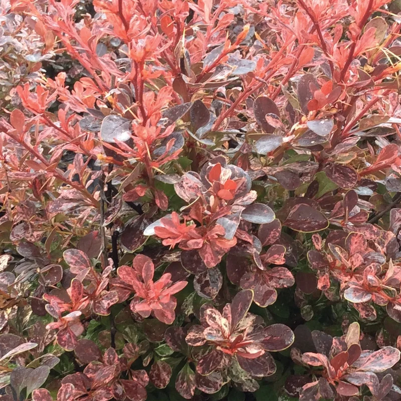Berberis thunbergii 'Rose Glow' – Épine-vinette de Thunberg 'Rose Glow'