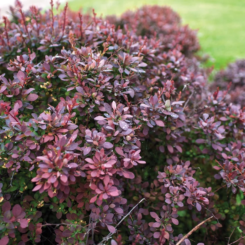 Berberis thunbergii 'Rose Glow' – Épine-vinette de Thunberg 'Rose Glow'