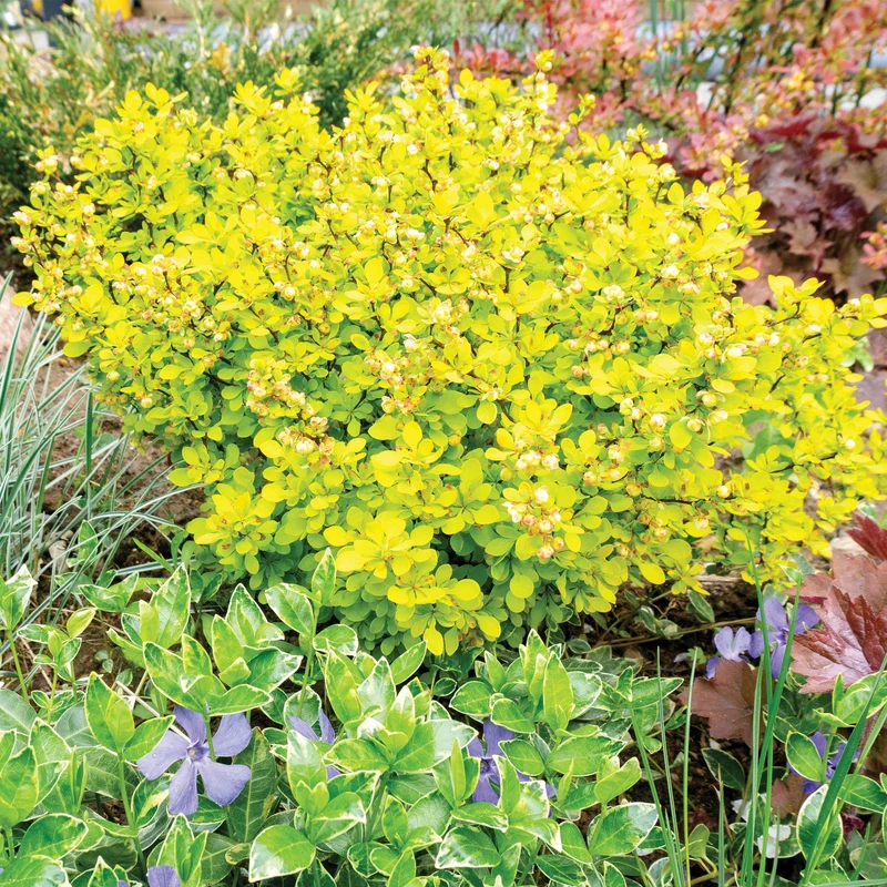 Berberis thunbergii 'Aurea Nana' - Épine-vinette naine dorée