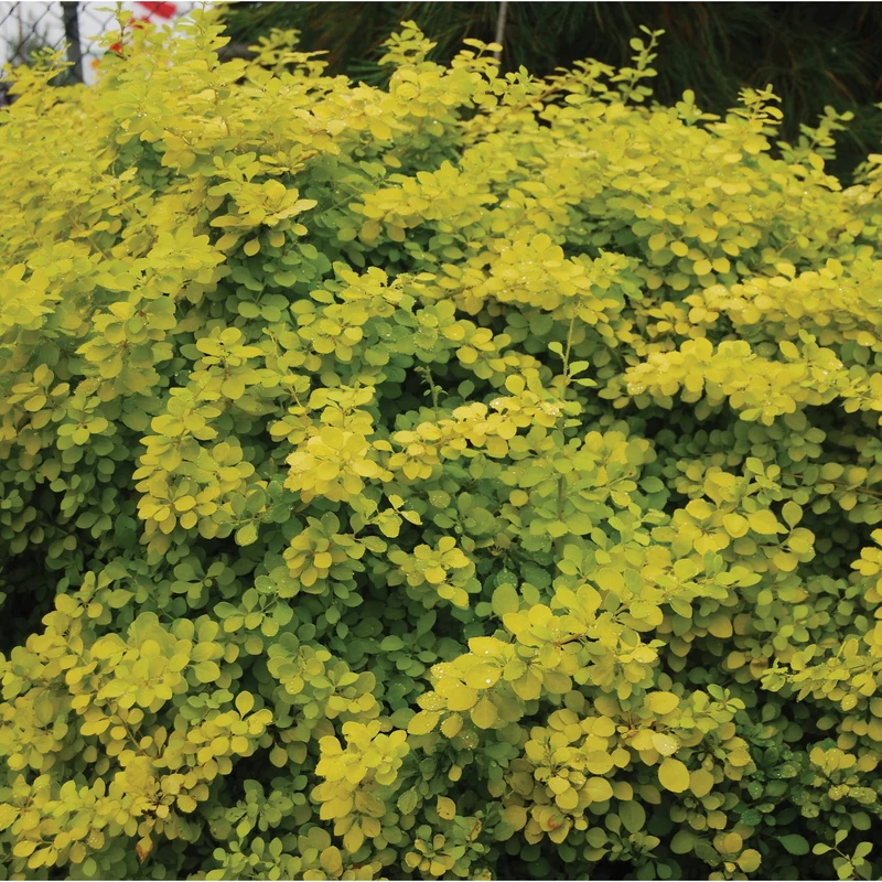 Berberis thunbergii 'Aurea Nana' - Épine-vinette naine dorée