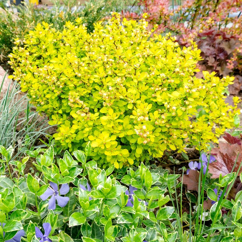 Berberis thunbergii 'Aurea Nana' - Épine-vinette naine dorée