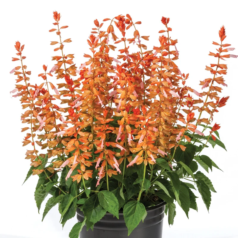 Sauge splendide GRANDSTAND™ Salmon