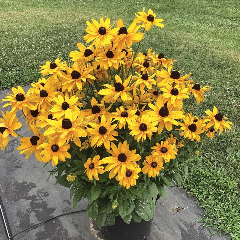 Rudbeckie SUNBECKIA® Paulina
