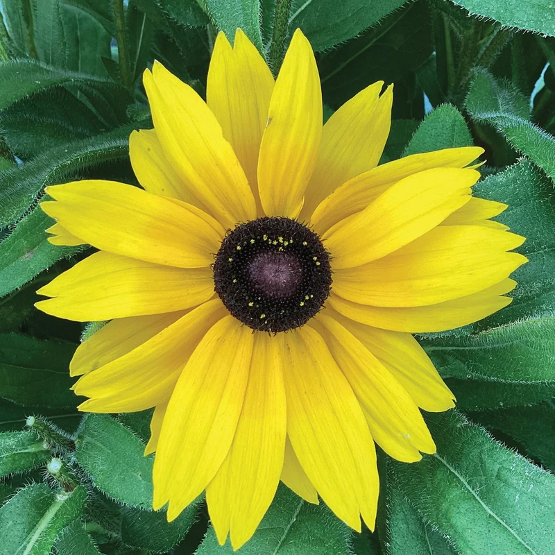 Rudbeckie SUNBECKIA® Paulina