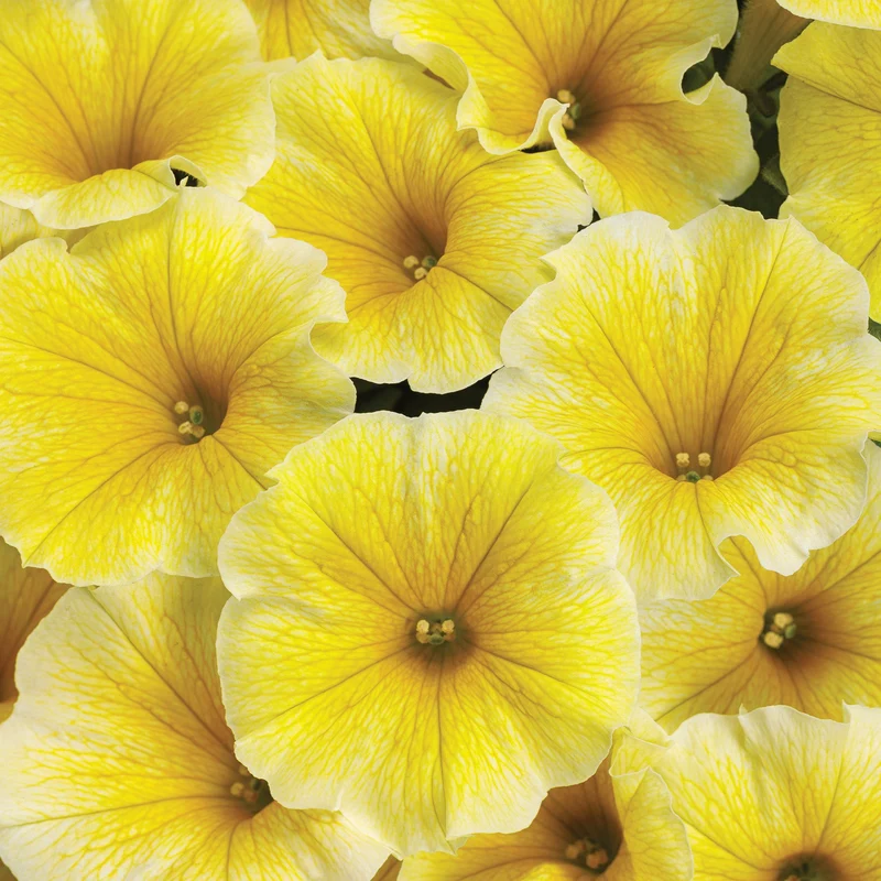 Pétunia SUPERTUNIA® Saffron Finch