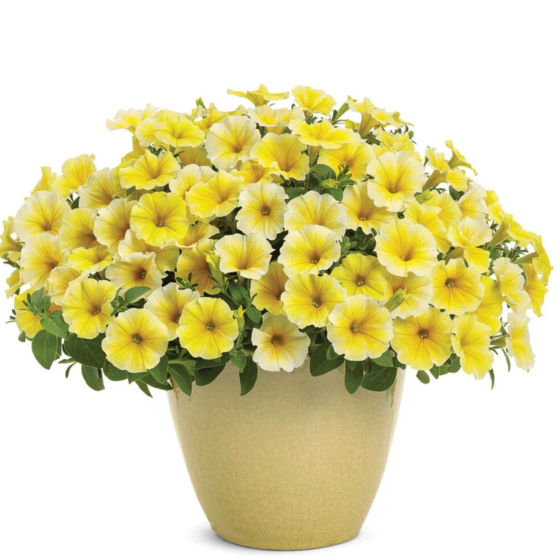 Pétunia SUPERTUNIA® Saffron Finch