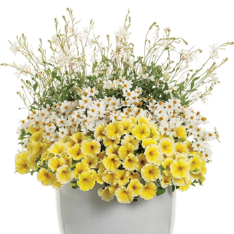 Pétunia SUPERTUNIA® Saffron Finch